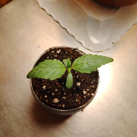 Black domina #3 growlog timeline photo