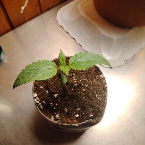 Sour tangie 1 growlog timeline photo