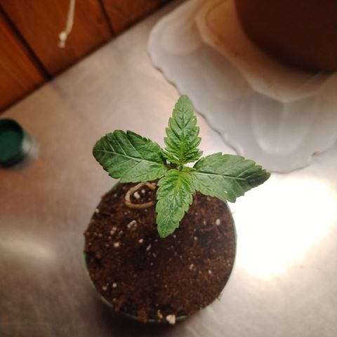 Gorila glue 1 growlog timeline photo