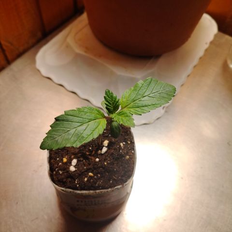 Gorilla Glue #2 growlog timeline photo