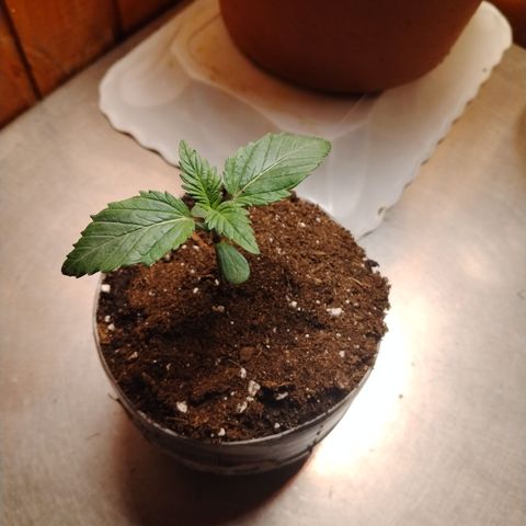 Black Domina 2 growlog timeline photo