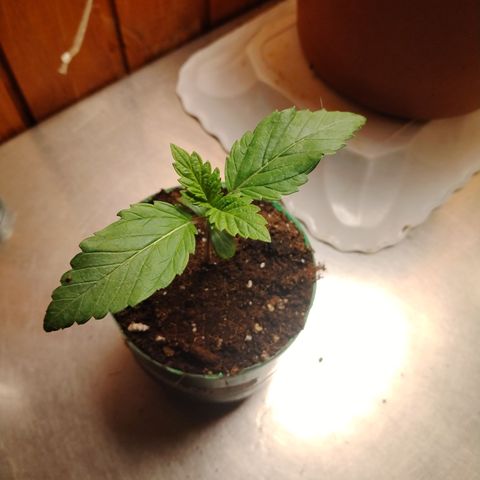Sour Tangie 2 growlog timeline photo