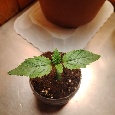 Black domina #3 growlog timeline photo
