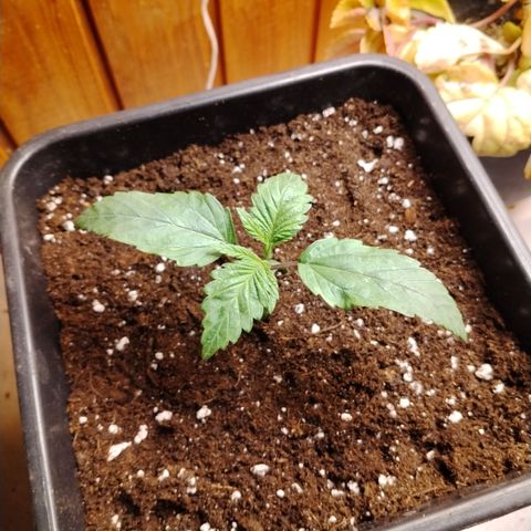 Sour tangie 1 growlog timeline photo