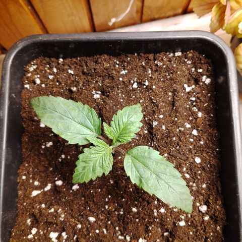 Sour tangie 1 growlog timeline photo