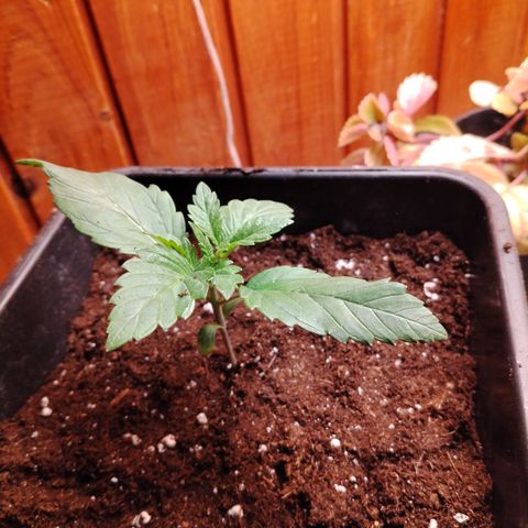 Sour Tangie 2 growlog timeline photo