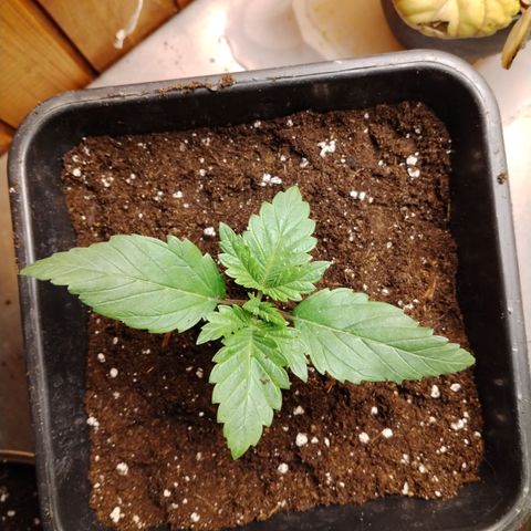 Sour Tangie 2 growlog timeline photo