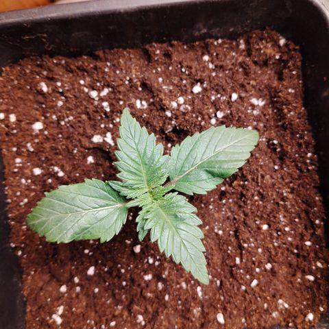 Black Domina 2 growlog timeline photo