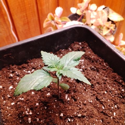Black Domina 2 growlog timeline photo