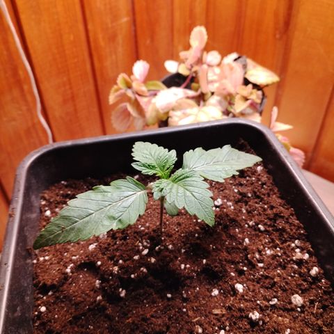 Black domina #3 growlog timeline photo