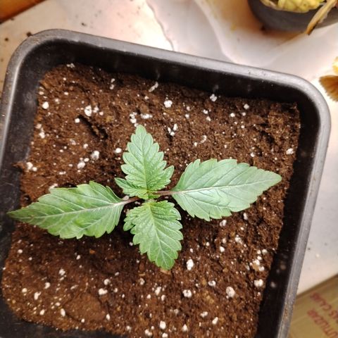 Black domina #3 growlog timeline photo