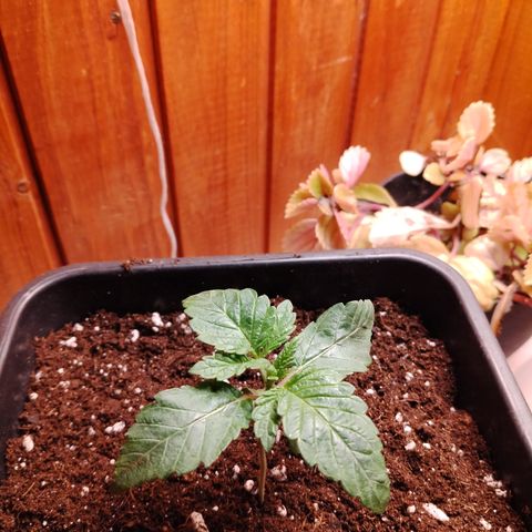 Gorila glue 1 growlog timeline photo