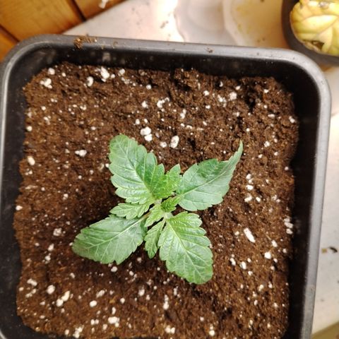 Gorila glue 1 growlog timeline photo