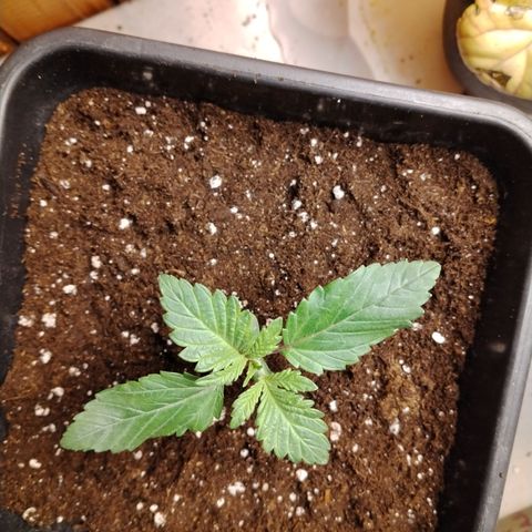 Gorilla Glue #2 growlog timeline photo