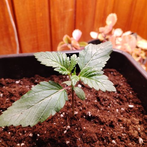 Gorilla Glue #2 growlog timeline photo