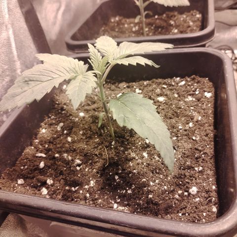 Sour tangie 1 growlog timeline photo