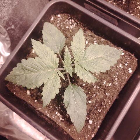 Sour tangie 1 growlog timeline photo