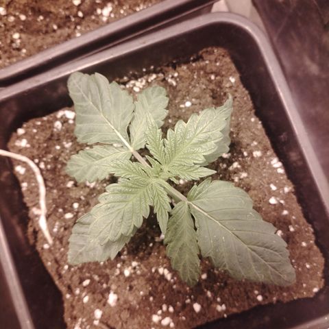Gorila glue 1 growlog timeline photo