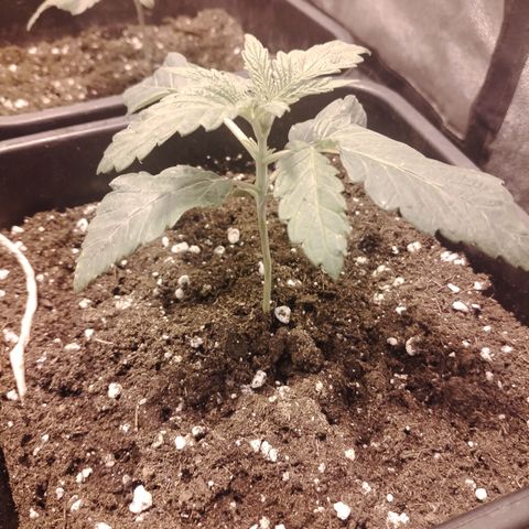 Gorila glue 1 growlog timeline photo