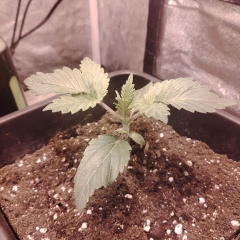 Gorilla Glue #2 growlog timeline photo