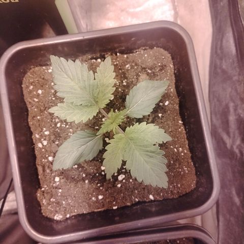 Gorilla Glue #2 growlog timeline photo