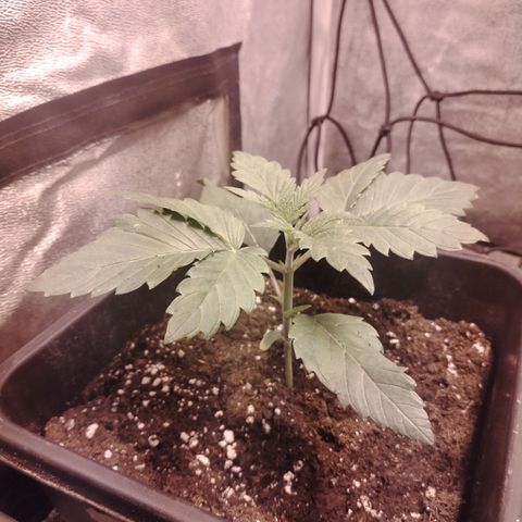Sour Tangie 2 growlog timeline photo