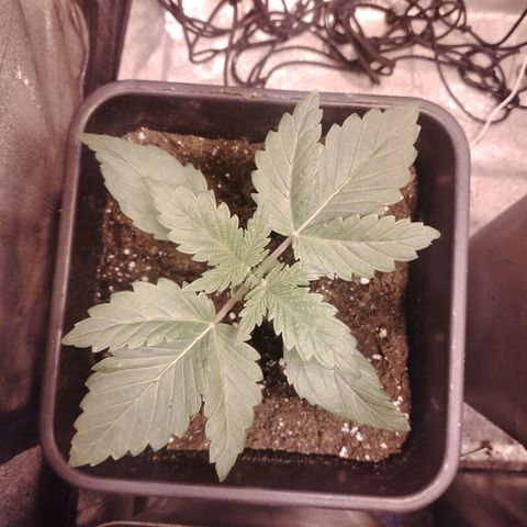 Sour Tangie 2 growlog timeline photo