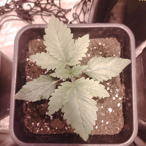 Black domina #3 growlog timeline photo