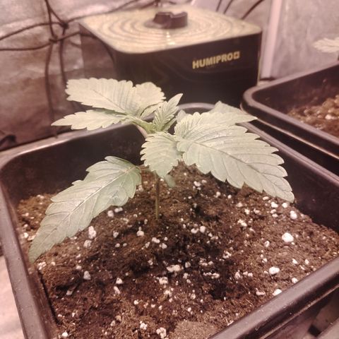 Black domina #3 growlog timeline photo