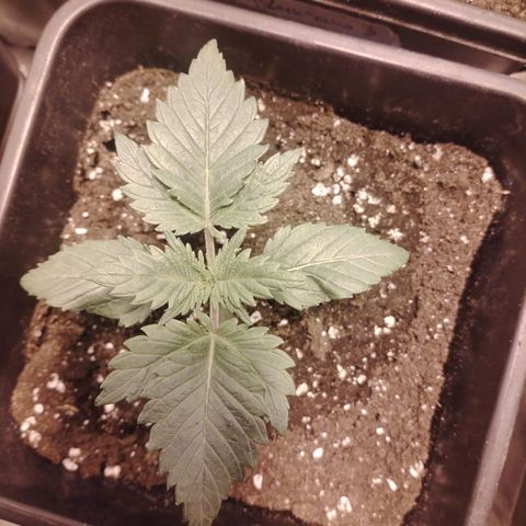 Black Domina 2 growlog timeline photo
