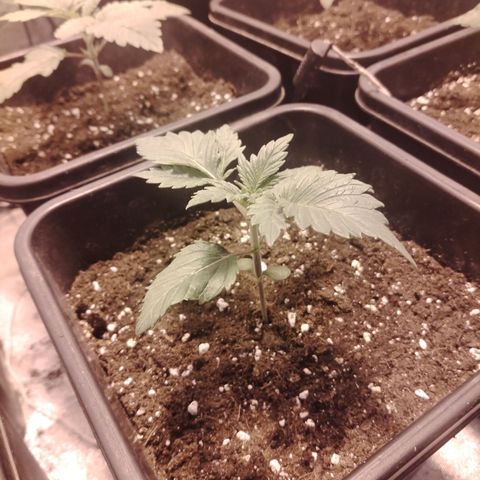 Black Domina 2 growlog timeline photo