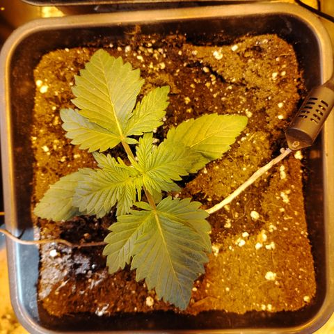 Black Domina 2 growlog timeline photo