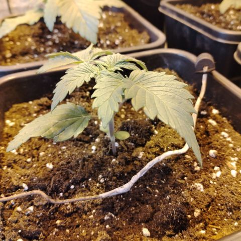 Black Domina 2 growlog timeline photo
