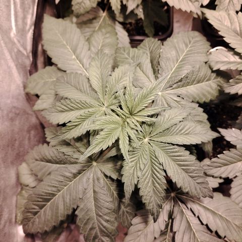 Sour Tangie 2 growlog timeline photo