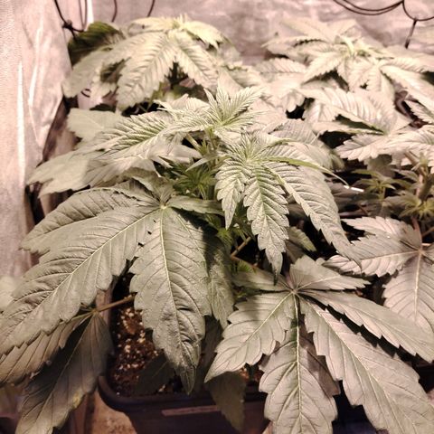 Sour Tangie 2 growlog timeline photo
