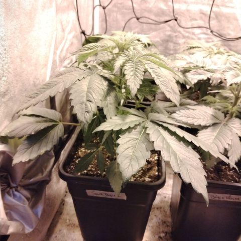 Sour Tangie 2 growlog timeline photo