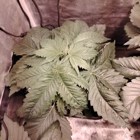 Sour tangie 1 growlog timeline photo
