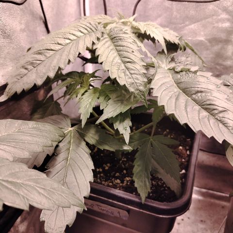 Sour tangie 1 growlog timeline photo