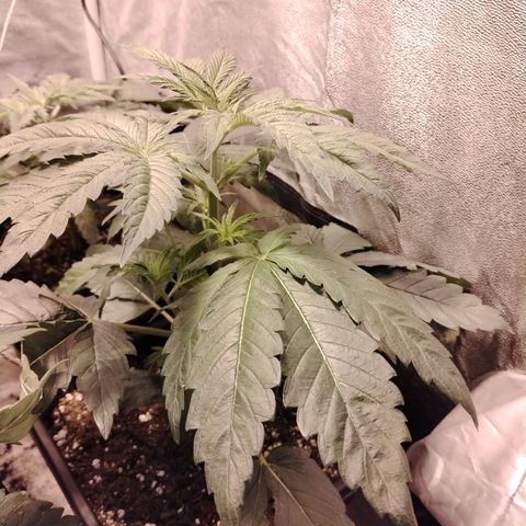 Gorila glue 1 growlog timeline photo