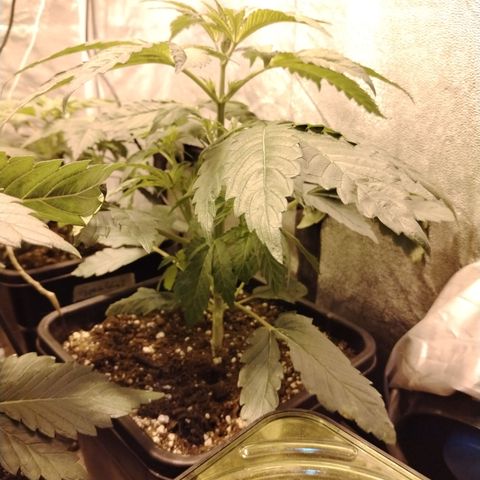 Gorila glue 1 growlog timeline photo