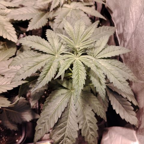 Gorila glue 1 growlog timeline photo