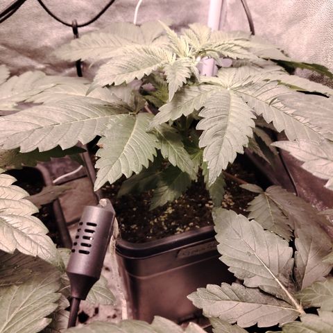 Gorilla Glue #2 growlog timeline photo
