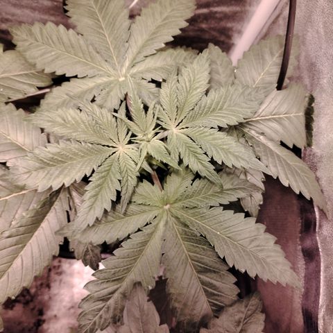 Gorilla Glue #2 growlog timeline photo