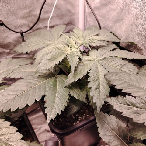 Gorilla Glue #2 growlog timeline photo