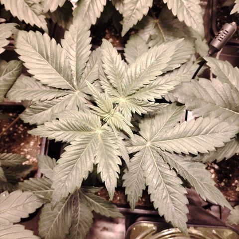 Black Domina 2 growlog timeline photo