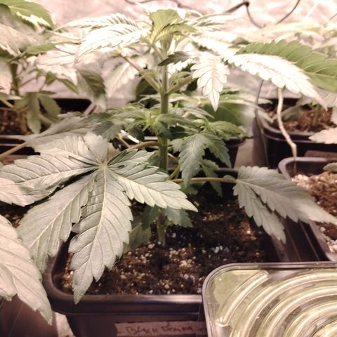 Black Domina 2 growlog timeline photo