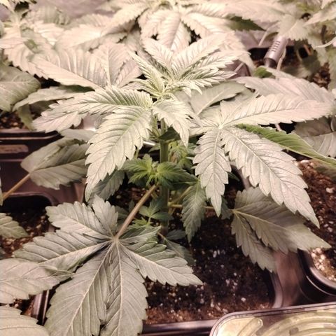 Black Domina 2 growlog timeline photo
