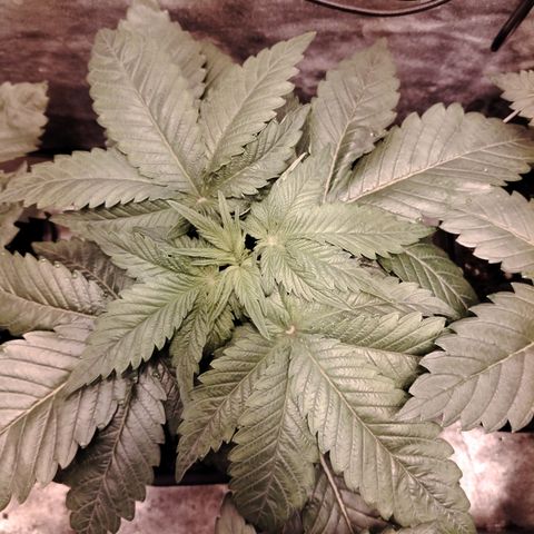 Black domina #3 growlog timeline photo