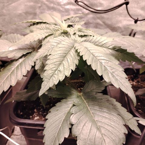 Black domina #3 growlog timeline photo