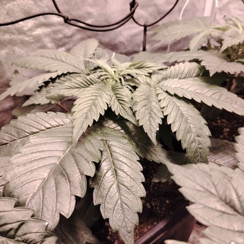 Black domina #3 growlog timeline photo